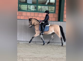 Welsh-B, Wallach, 15 Jahre, 130 cm, Falbe