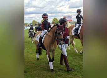 Welsh-B, Wallach, 15 Jahre, 130 cm, Falbe