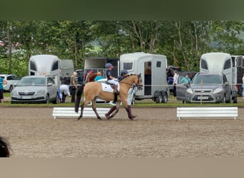 Welsh-B, Wallach, 15 Jahre, 130 cm, Falbe