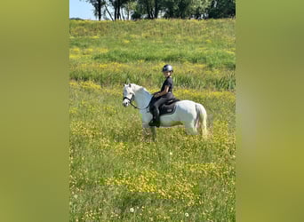 Welsh-B Mix, Wallach, 16 Jahre, 124 cm, Schimmel