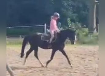 Welsh-B, Wallach, 16 Jahre, 132 cm, Rappe