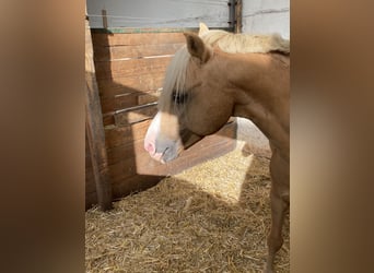 Welsh-B, Wallach, 16 Jahre, Palomino