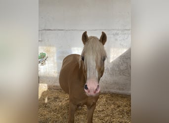 Welsh-B, Wallach, 16 Jahre, Palomino