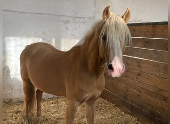 Welsh-B, Wallach, 16 Jahre, Palomino