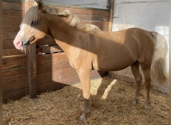 Welsh-B, Wallach, 16 Jahre, Palomino