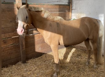 Welsh-B, Wallach, 16 Jahre, Palomino