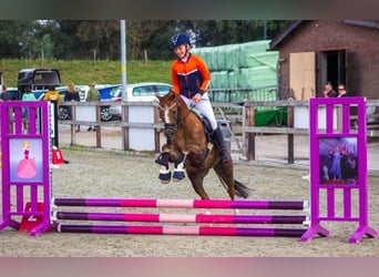 Welsh-B, Wallach, 17 Jahre, 130 cm, Fuchs