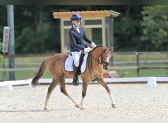 Welsh-B, Wallach, 17 Jahre, 130 cm, Fuchs