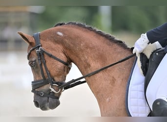 Welsh-B, Wallach, 17 Jahre, 130 cm, Fuchs