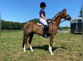 Welsh-B, Wallach, 17 Jahre, 130 cm, Fuchs