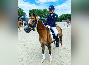 Welsh-B, Wallach, 17 Jahre, 130 cm, Fuchs