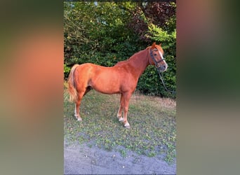 Welsh-B Mix, Wallach, 17 Jahre, 130 cm, Fuchs