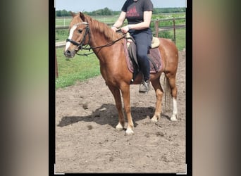 Welsh-B Mix, Wallach, 17 Jahre, 130 cm, Fuchs