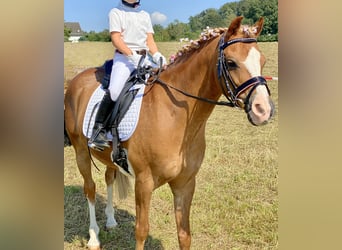 Welsh-B, Wallach, 17 Jahre, 133 cm, Fuchs