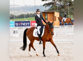 Welsh-B, Wallach, 17 Jahre, 148 cm, Brauner