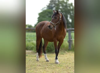 Welsh-B Mix, Wallach, 17 Jahre, 150 cm, Brauner