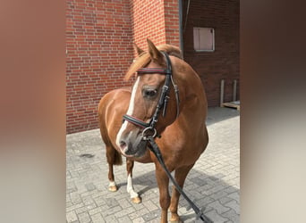 Welsh-B, Wallach, 17 Jahre, Fuchs