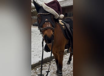 Welsh-B Mix, Wallach, 18 Jahre, 133 cm, Brauner