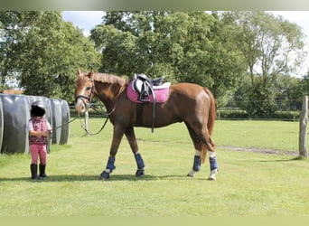 Welsh-B, Wallach, 18 Jahre, 135 cm, Dunkelfuchs