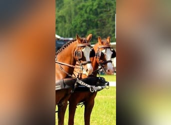 Welsh-B, Wallach, 18 Jahre, 135 cm, Dunkelfuchs