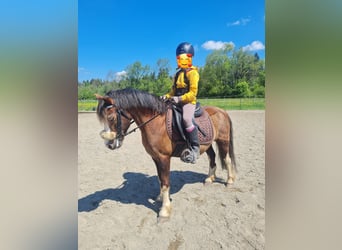 Welsh-B, Wallach, 19 Jahre, 120 cm, Dunkelfuchs