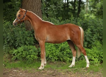 Welsh-B, Wallach, 1 Jahr, 127 cm, Fuchs