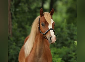 Welsh-B, Wallach, 1 Jahr, 127 cm, Fuchs