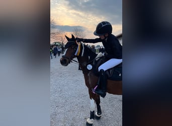 Welsh-B, Wallach, 20 Jahre, 130 cm, Schecke