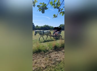 Welsh-B, Wallach, 21 Jahre, 128 cm, Schimmel