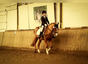 Welsh-B Mix, Wallach, 21 Jahre, 143 cm, Fuchs