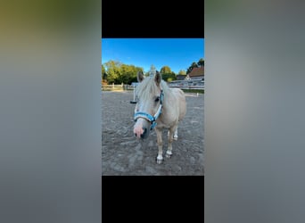 Welsh-B, Wallach, 25 Jahre, 127 cm