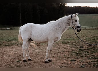 Welsh-B Mix, Wallach, 27 Jahre, 130 cm, Schimmel