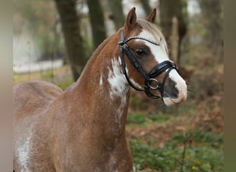 Welsh-B, Wallach, 2 Jahre, 125 cm, Fuchs