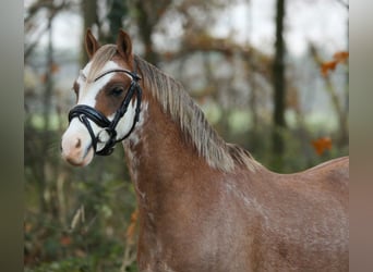 Welsh-B, Wallach, 2 Jahre, 125 cm, Fuchs