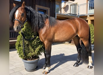 Welsh-B, Wallach, 2 Jahre, 130 cm, Brauner