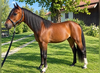 Welsh-B, Wallach, 2 Jahre, 130 cm, Brauner