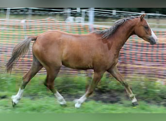 Welsh-B, Wallach, 2 Jahre, 131 cm