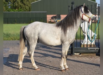 Welsh-B, Wallach, 3 Jahre, 120 cm, Schimmel