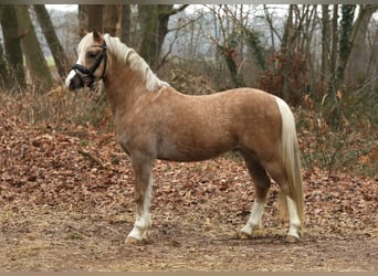 Welsh-B, Wallach, 3 Jahre, 123 cm, Palomino