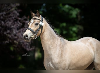 Welsh-B, Wallach, 3 Jahre, 125 cm, Falbe