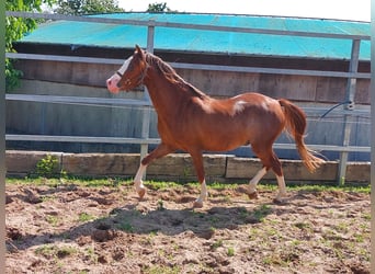 Welsh-B, Wallach, 3 Jahre, 130 cm, Fuchs