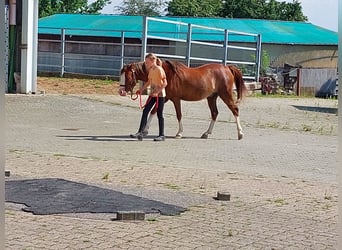 Welsh-B, Wallach, 3 Jahre, 130 cm, Fuchs