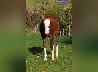 Welsh-B, Wallach, 3 Jahre, 130 cm, Fuchs