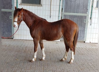 Welsh-B, Wallach, 3 Jahre, 130 cm, Fuchs