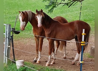 Welsh-B, Wallach, 3 Jahre, 130 cm, Fuchs