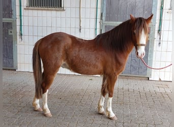 Welsh-B, Wallach, 3 Jahre, 130 cm, Fuchs