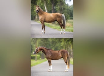 Welsh-B, Wallach, 3 Jahre, 130 cm, Palomino