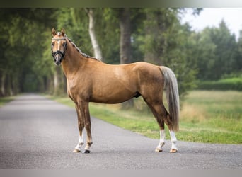 Welsh-B, Wallach, 3 Jahre, 130 cm, Palomino