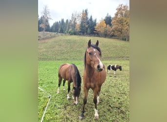 Welsh-B, Wallach, 3 Jahre, 130 cm, Schwarzbrauner
