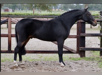 Welsh-B, Wallach, 3 Jahre, 131 cm, Dunkelbrauner